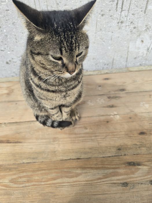 Отдам очень умную ласковую кошку в добрые руки