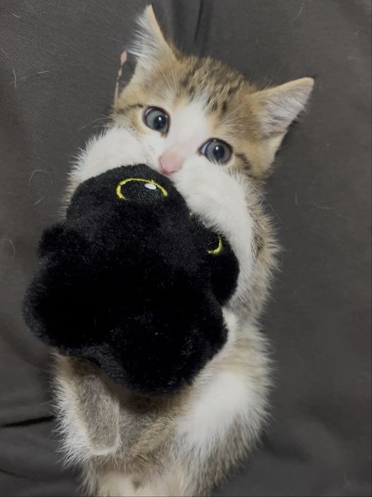 Котенок (читать описание)