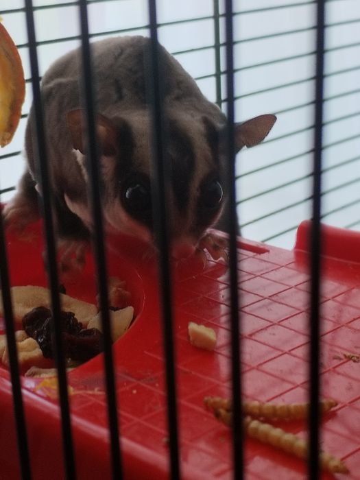 Продам сахарного опосума