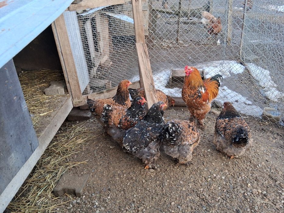 Vând ouă de incubat