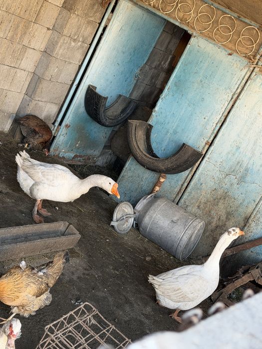 Продам два гуся