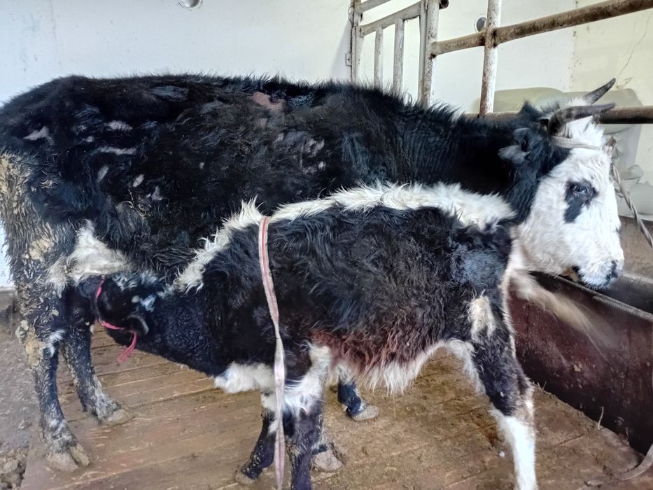 Қара Шимай ЕРКЕК  бұзаулы Қашар