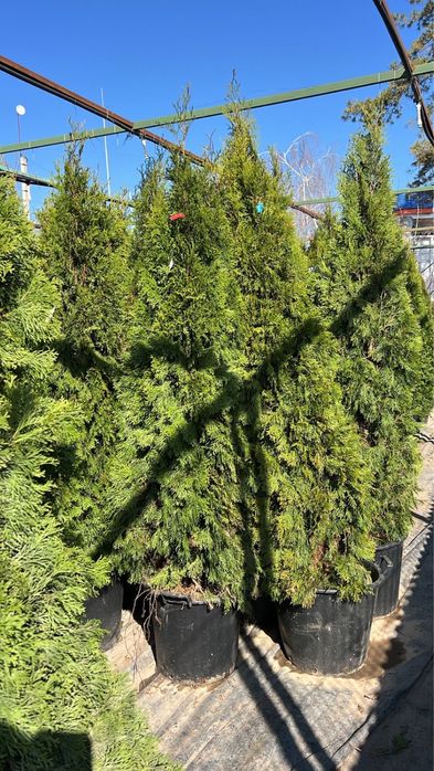 туя Смарагд туя елки