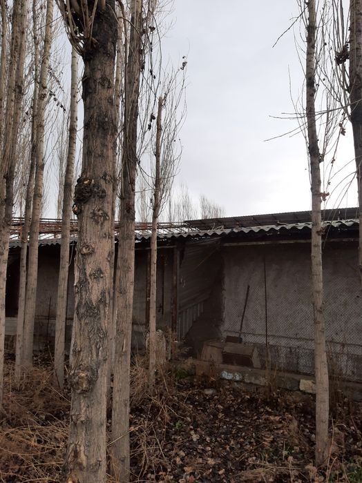 Терела сотилади продаются тополя