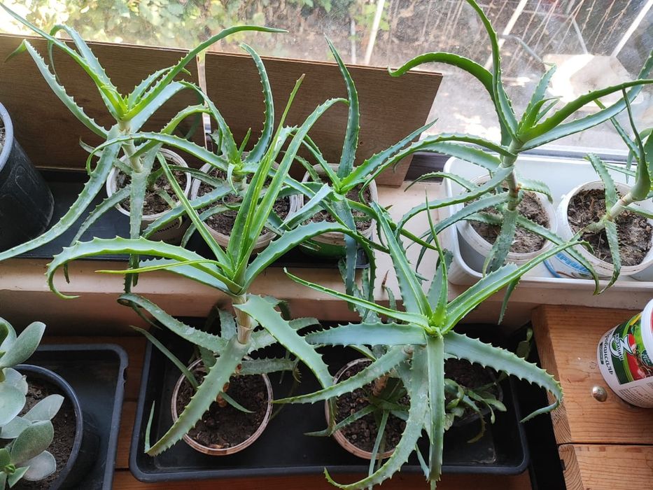 Алоэ лечебный столетник