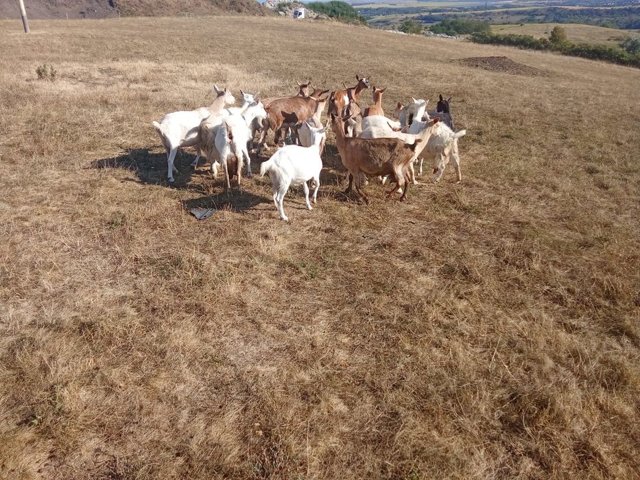 Vand 15 capre bune de lapte, Botosani, in oras.