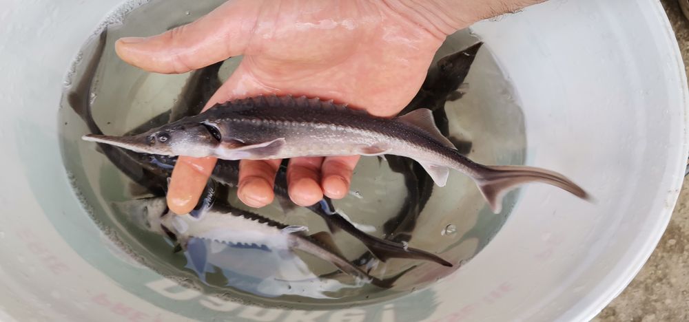 Puiet Sturion Nisetru Siberian 35cm 80g