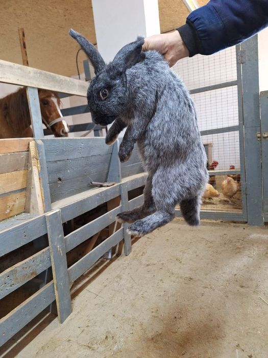 2- Бургунский  2-Полтавский