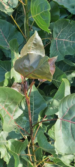 Кизил терак киримдики ( красный топол)