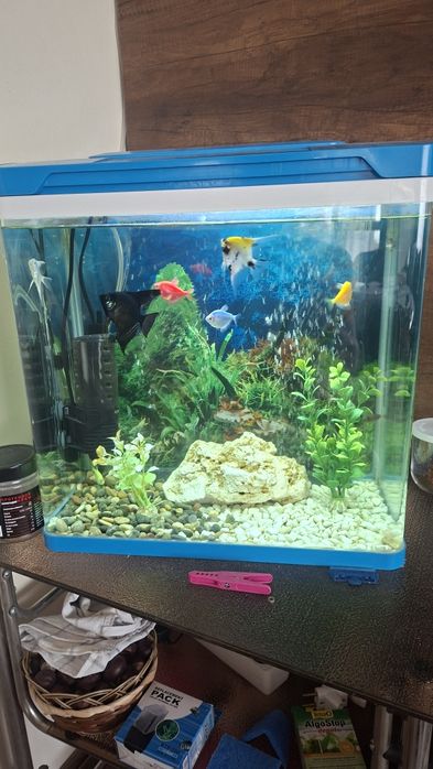 Аквариум за рибки оборудван!