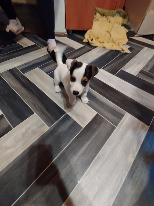 Джак Ръсел териер