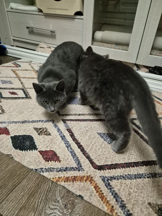 Отдам котят (мальчики )