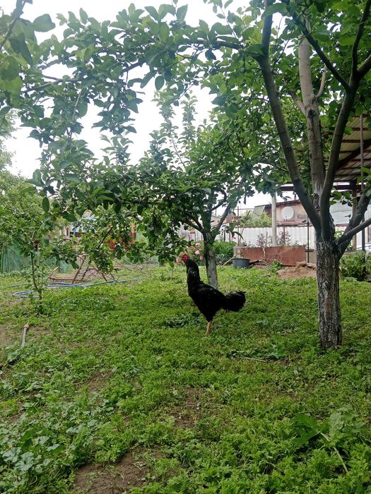 Продам дакан срочно