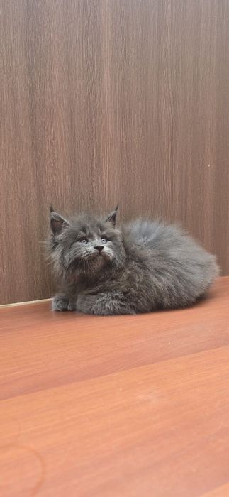 Мейн_кун полидакт мальчик продаётся