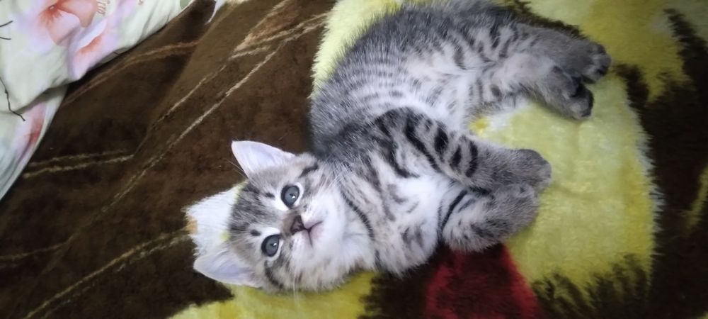 Отдам котят в добрые руки