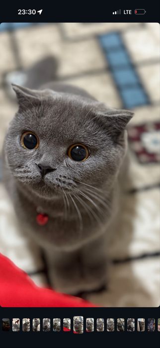 Мушукчалар сотилади зоттор аклли