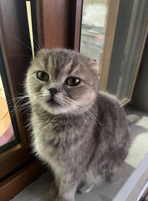 Мамины вислоушки! Котята-метисы от Scottish Fold