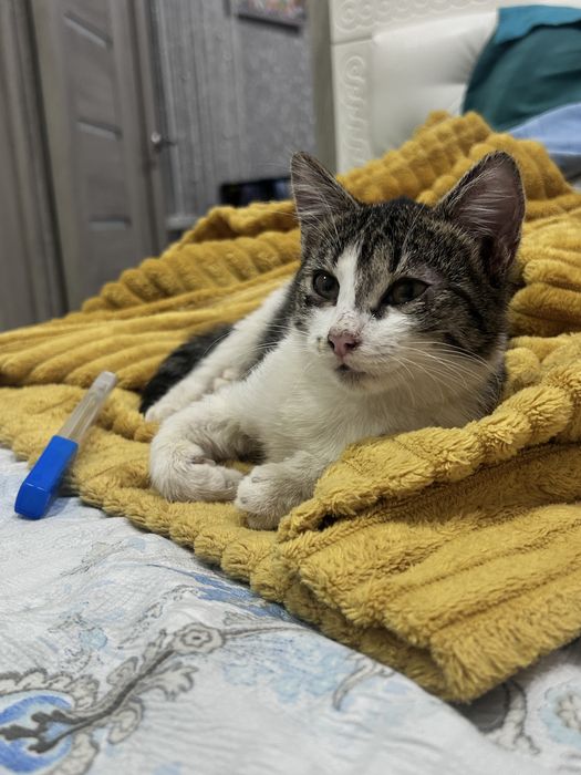 Котенок девочка кот отдам в добрые руки