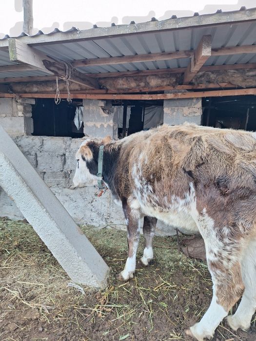 Продам корову и тёлок