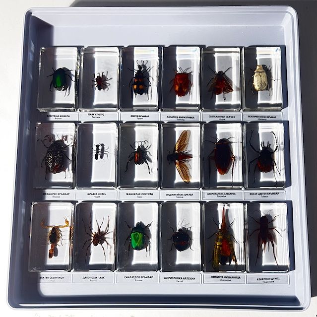 Колекция Истински буболечки