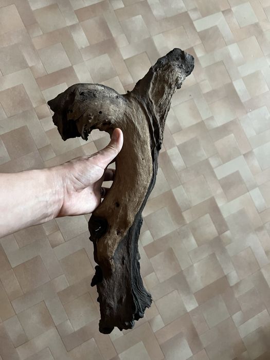 Мангровая коряга