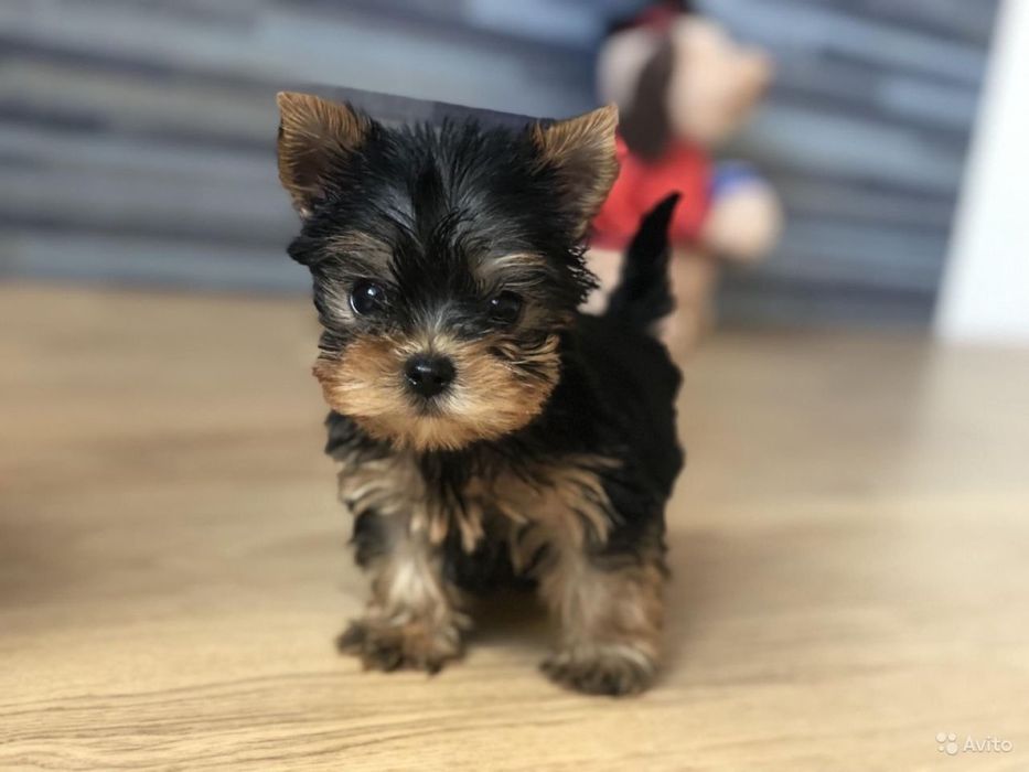 Продам щенков Йорка