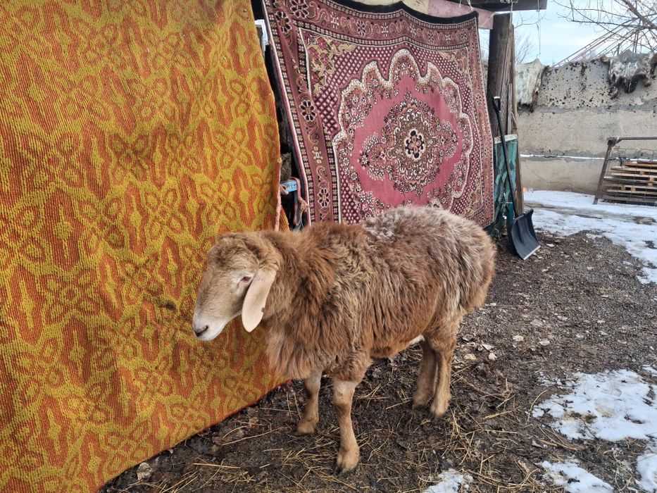 Арашан қозы сатылады