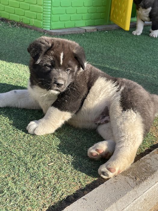 американские акитята