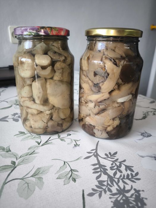 Грибы грузди, вешенки