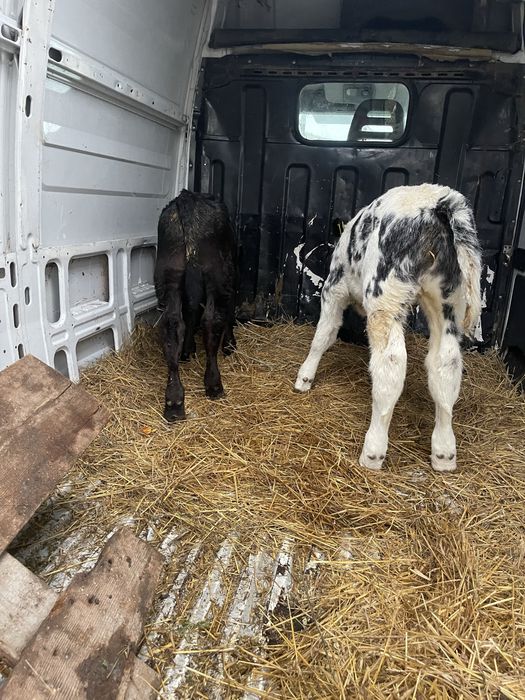 Vand 4 Vitei intarcati pentru crescut ! Exemplare frumoase,