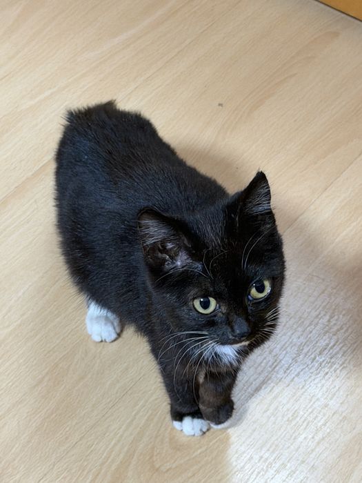 Котенок в добрые руки