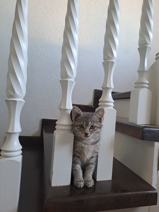 Котята бар қолға үйренген өзі туалетке шығады ойнайды