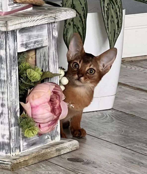 Абиссинские котята