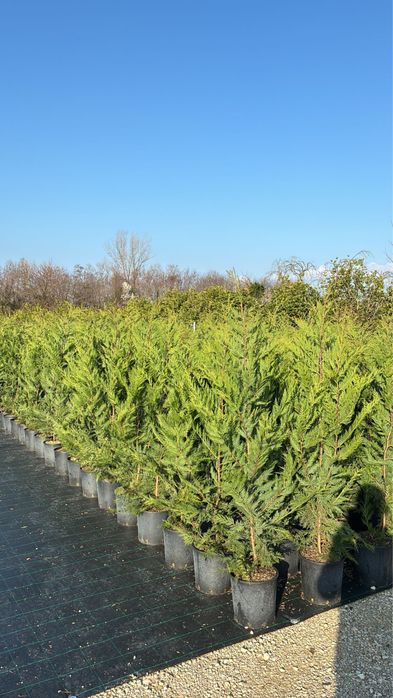 Leylandii chiparos . PEPINIERA FLORESTI ..