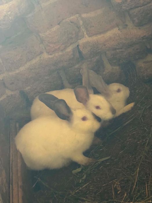 Vând iepurașI preț 50 de lei bucata mai multe detalii la nr 0774088159