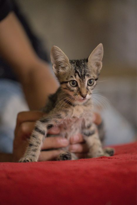 Подарявам малки котета