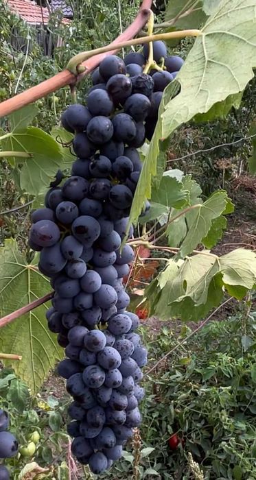 Struguri de masa Romanesti - Jud Prahova / Com Tataru / Sat Podgoria