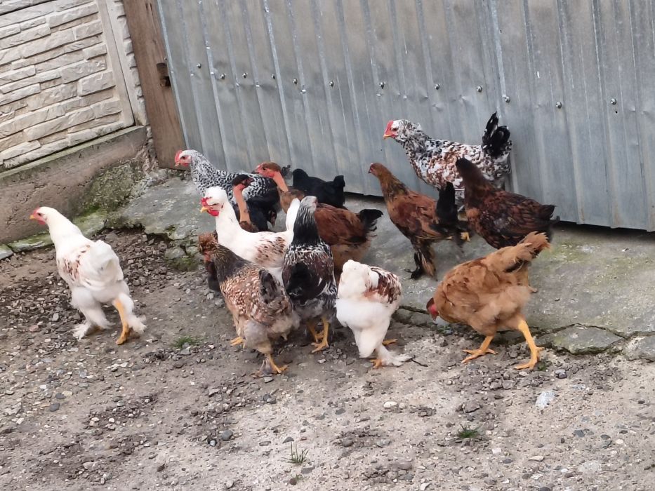 15 pui de casă...