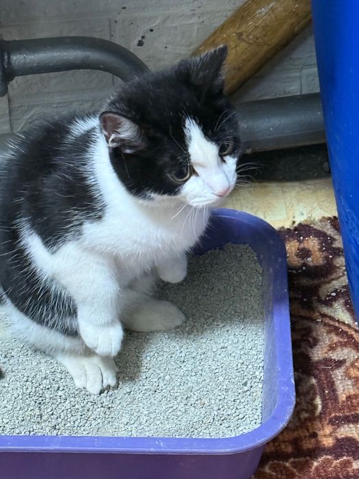 Отдам кота ( мальчик)