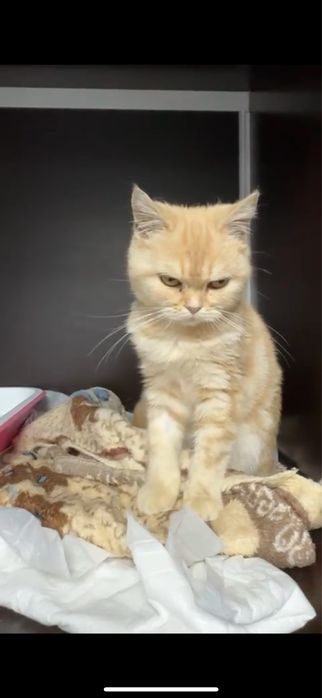 Кошечка в добрые руки