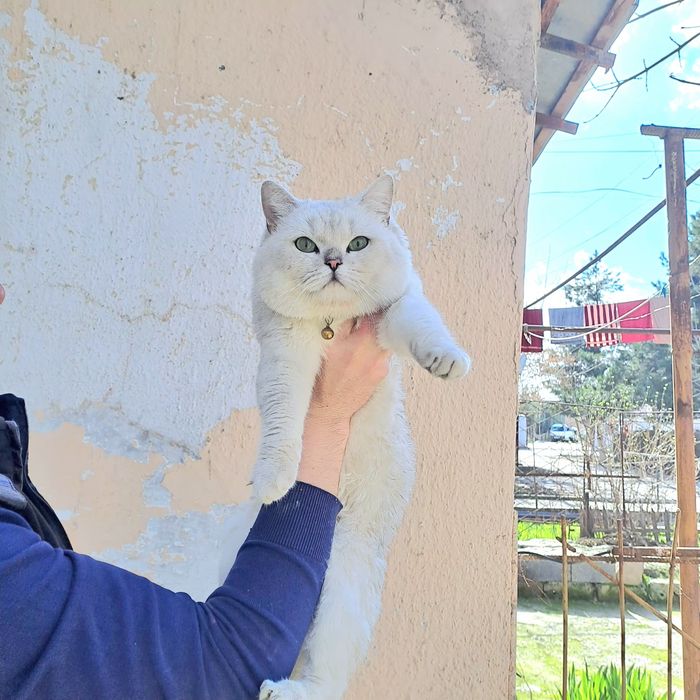 Продается элитные мальчик