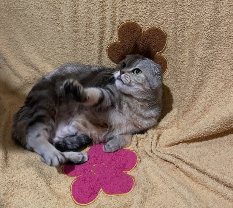 ШоТлаНдские кошечки вислоухие