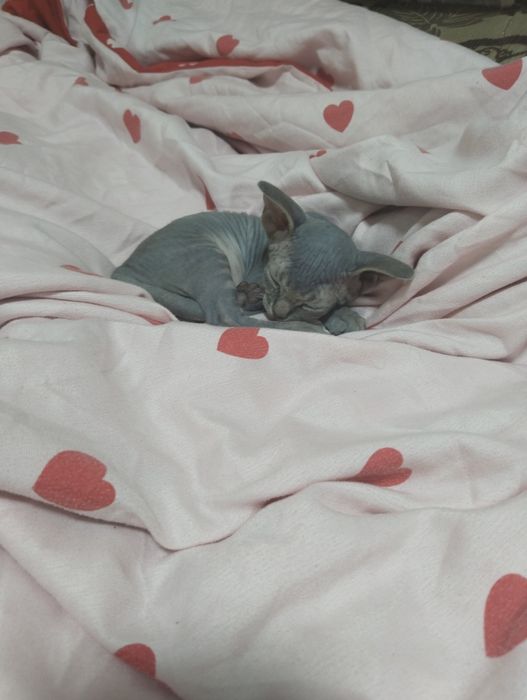 Продам срочно свинкс