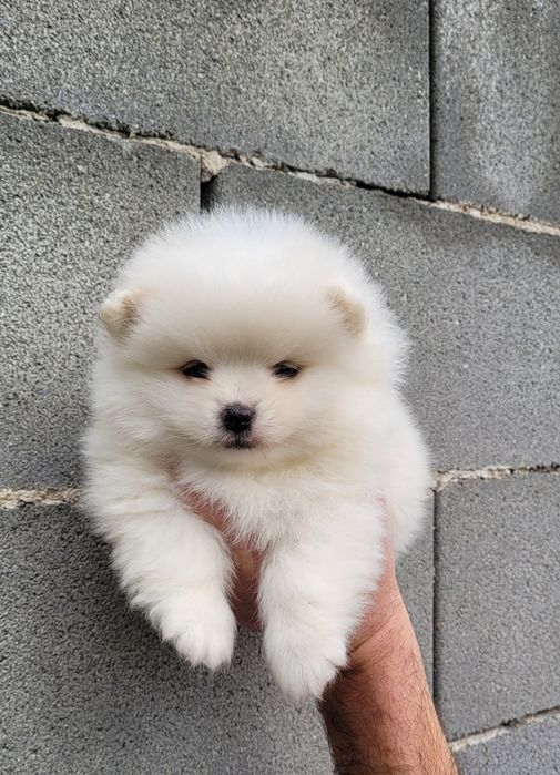 Померан-мини шпиц !!!