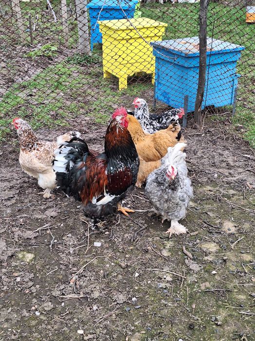 Продавам оплодени яйца от кохин стандарт