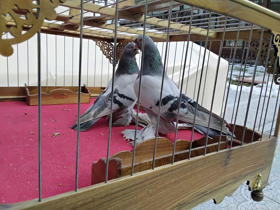 Кабутарлар голуби