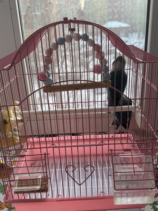 Продам  попугай неразлучик пара  30 000