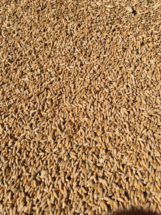 Triticale de vanzare
