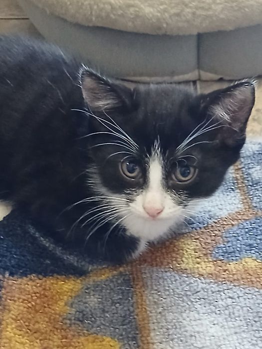 Котят в добрые руки