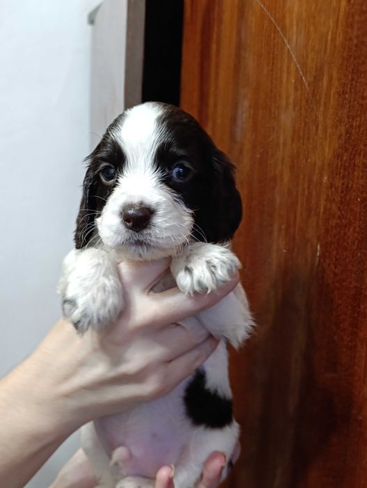 Продаются щенки спаниеля